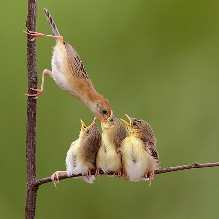 نقره لعرض الصورة في صفحة مستقلة